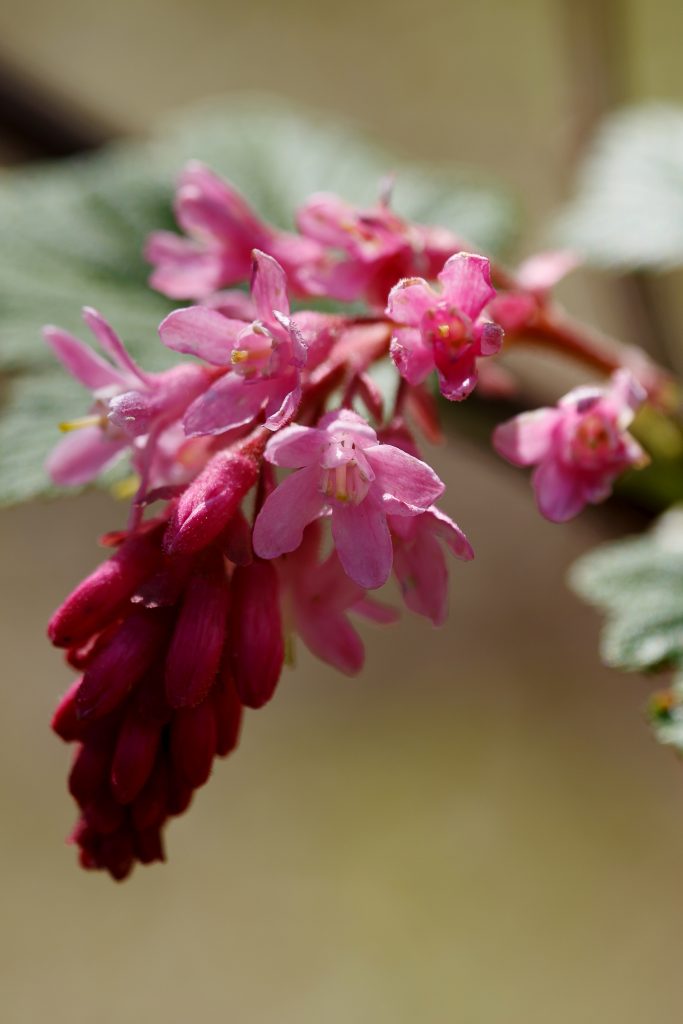 ribes
